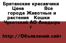 Британские красавчики › Цена ­ 35 000 - Все города Животные и растения » Кошки   . Чукотский АО,Анадырь г.